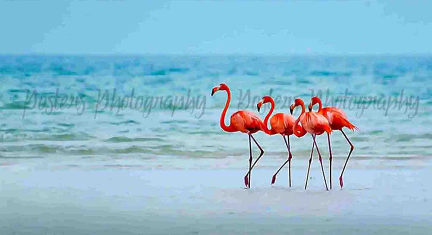 Bird Poster - Pink Flamingos - Lake Nakuru, Kenya - PostersPhotography