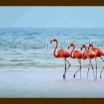 304-B31 2205510644-Pink-Flamingos-Lake-Nakuru-SM-1-1024×559 THH FRME