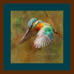 001-A26 Kingfisher in Flight dark teal mat