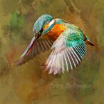 Kingfisher In Flight th
