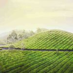 101-B61 The Tea Gardens of Munnar