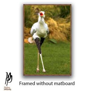Secretary Bird - Image 3