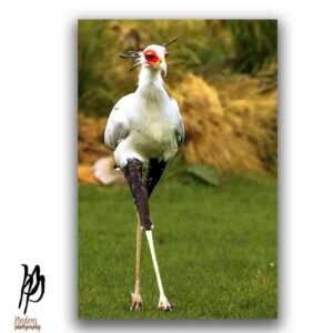 Secretary Bird - Image 1