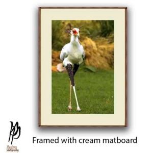 Secretary Bird - Image 2