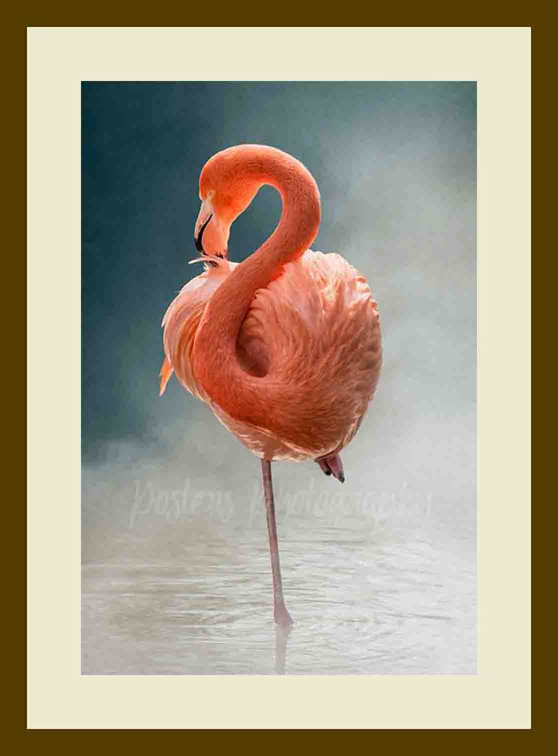 Fine Art Photography Print Pink Flamingo