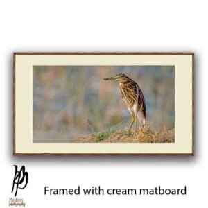 Pond Heron - Image 4