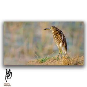 Pond Heron