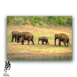 Walk of the Giants – Periyar