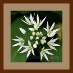 001-A41 Wild Garlic Flowers brown mat