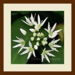 001-A41 Wild Garlic Flowers cream mat