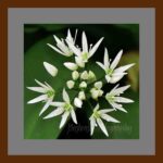 001-A41 Wild Garlic Flowers grey mat