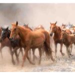 101-A21 Wild Horses