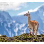 101-E58 Guanaco and the Andes