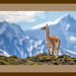 101-E58 Guanaco and the Andes brown mat