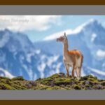 101-E58 Guanaco and the Andes grey mat