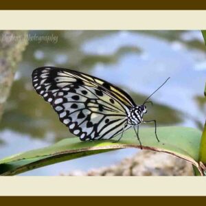 101-F45 Malabar Tree Nymph cream mat