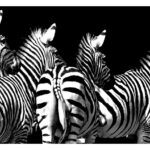501-A56 Zebra Graphic