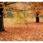 101-D06 Autumn Maple