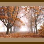 101-D63 101-D63 Autumn Colours in Pushkin Park brown mat