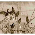 101-D66 Cormorants at Bhigwan