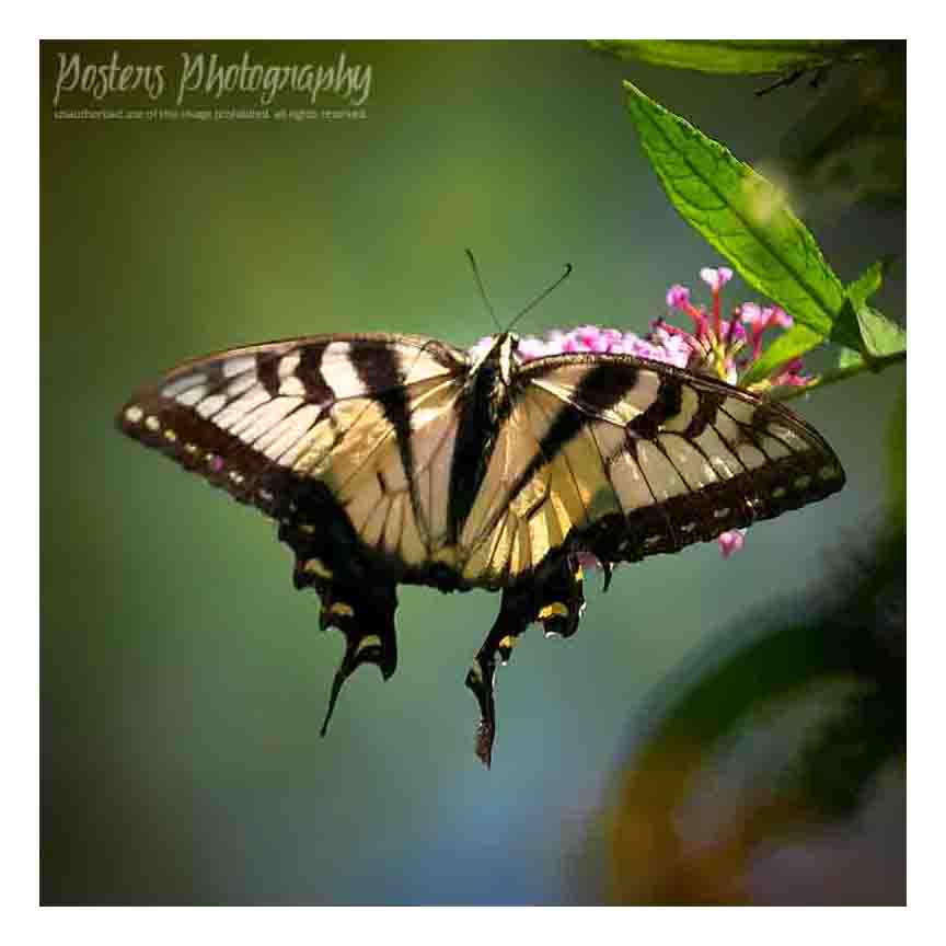 Fine Art For Sale - Posters Photography - Tiger Swallowtail