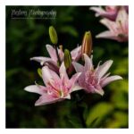 001-B67 Asiatic Lily