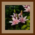 001-B67 Asiatic Lily brown mat