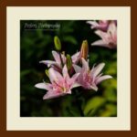 001-B67 Asiatic Lily cream mat