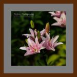 001-B67 Asiatic Lily grey mat