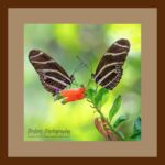 001-B68 Twin Zebra Heliconians brown mat