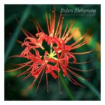 001-B69 Red Spider Lily