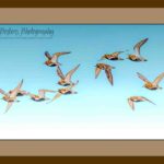 105-D18 Flight of the Plovers! brown mat