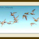 105-D18 Flight of the Plovers! cream mat