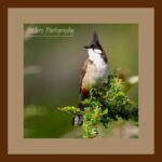 001-A52 Red Whiskered Bulbul brown mat