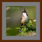 001-A52 Red Whiskered Bulbul grey mat