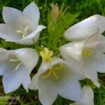101-A62 Carpathian Bell Flowers