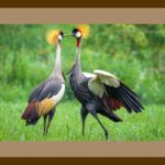 105-B26 Kissing Cranes brown mat