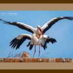 105-C41 Stork Kamasutra brown mat