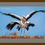 105-C41 Stork Kamasutra grey mat