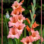 101-E61 Gladiolus Flowers