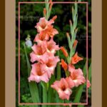 101-E61 Gladiolus Flowers brown mat