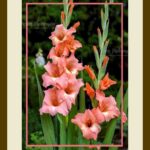 101-E61 Gladiolus Flowers cream mat