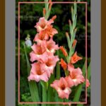 101-E61 Gladiolus Flowers grey mat