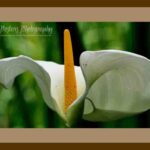105-E08 White Anthurium brown mat