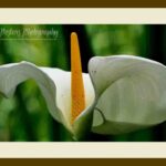 105-E08 White Anthurium cream mat
