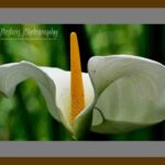 105-E08 White Anthurium grey mat