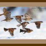 105-F21 Sparrow Flypede brown mat