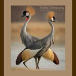 110-A24 Twin Crowned Cranes brown mat