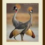 110-A24 Twin Crowned Cranes cream mat