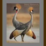 110-A24 Twin Crowned Cranes grey mat